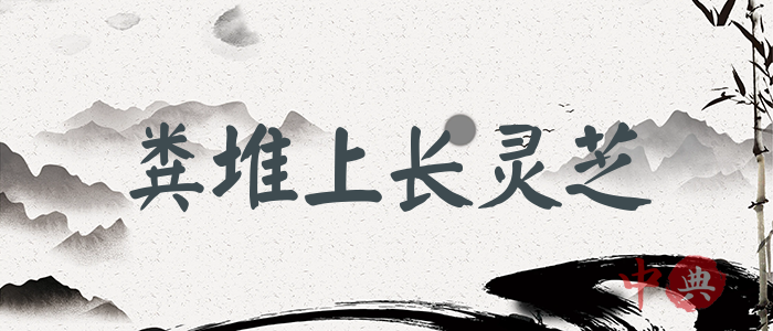 糞堆上長靈芝