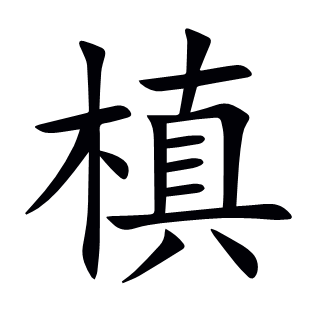 槙