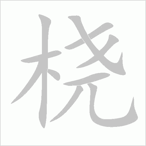 橈