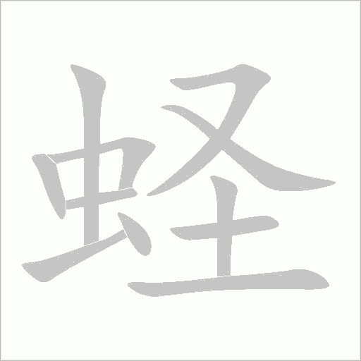 蟶