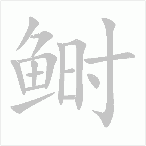 鰣