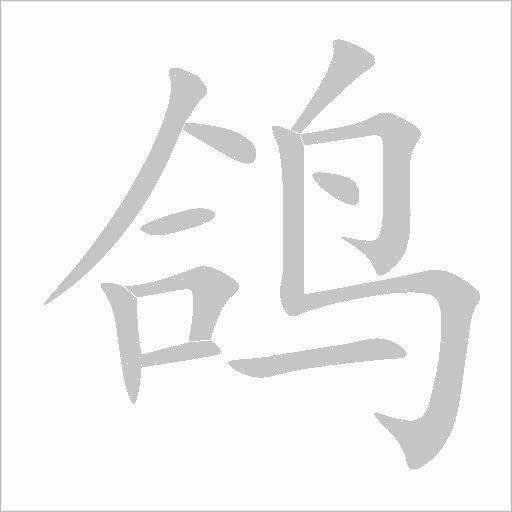 鴿